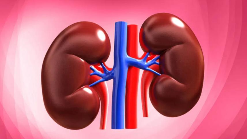kidney.jpg