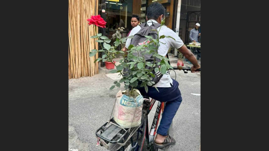 rose.jpg