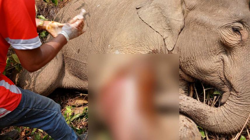 wounded_elephant_1may25.jpg