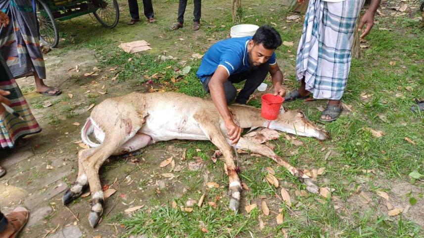 আহত নিলগাই উদ্ধার। ছবি: মো. কামরুল ইসলাম রুবাইয়াত/স্টার
