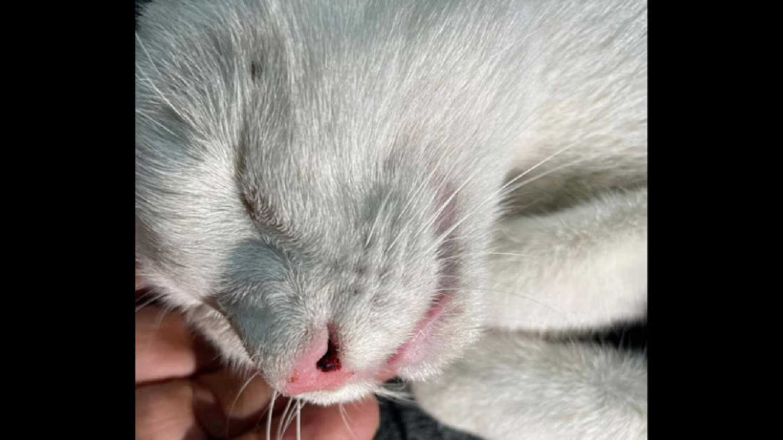 cat_13may25.jpg