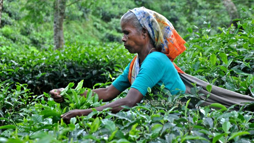 tea_garden.jpg