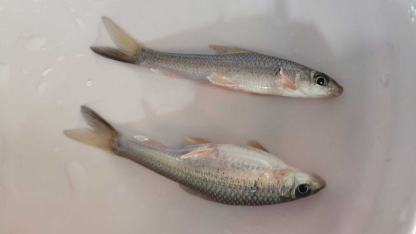 tatkini_fish1_26may25.jpg