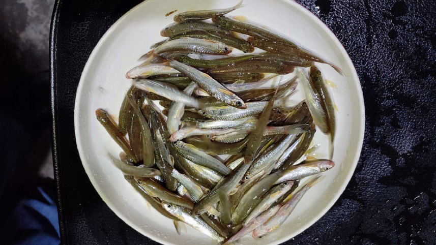 tatkini_fish_26may25.jpg