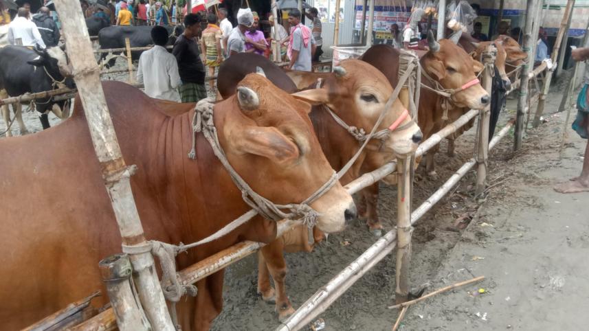 গরু.jpg