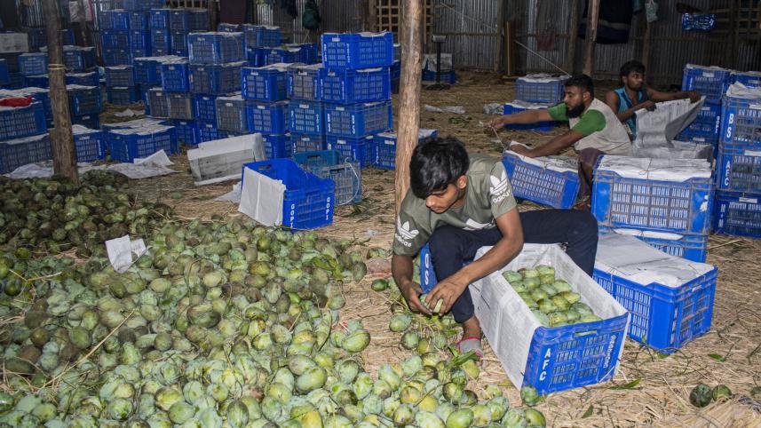 nogaon mango.jpg