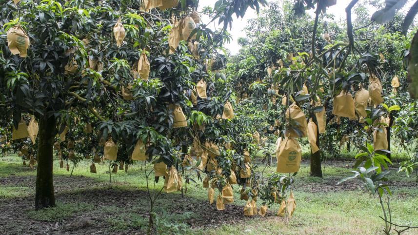 nogaon mango.jpg