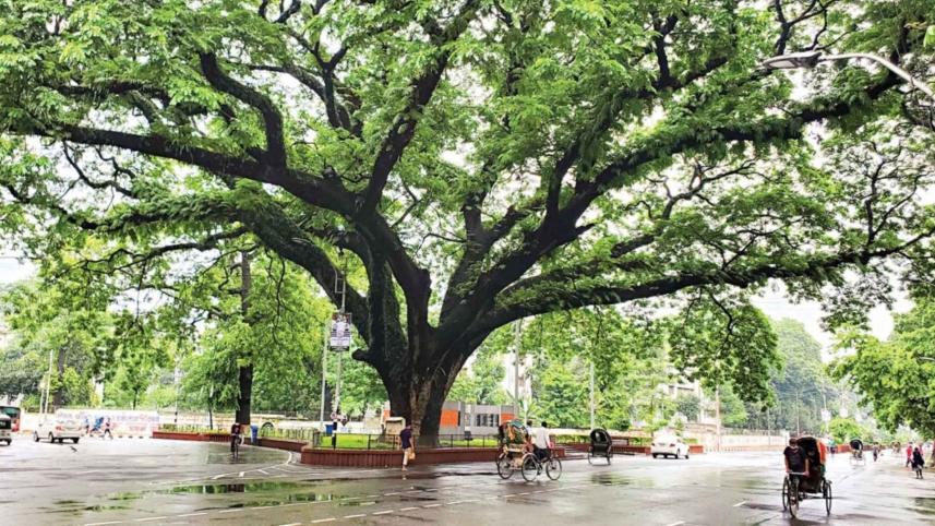 ঢাকা বিশ্ববিদ্যালয়, ঢাকা বিশ্ববিদ্যালয় মল চত্বর, ঢাবি ক্যাম্পাস, ঢাবি স্মৃতি, বিশ্ববিদ্যালয় জীবন, ক্যাম্পাস স্মৃতিকথা, মল চত্বর পরিবর্তন, ঢাকা বিশ্ববিদ্যালয় প্রকৃতি, জারুল কৃষ্ণচূড়া, সোনালু ফুল, বিশ্ববিদ্যালয় সংস্কৃতি, ক্যাম্পাস জীবনের গল্প, ঢাকা বিশ্ববিদ