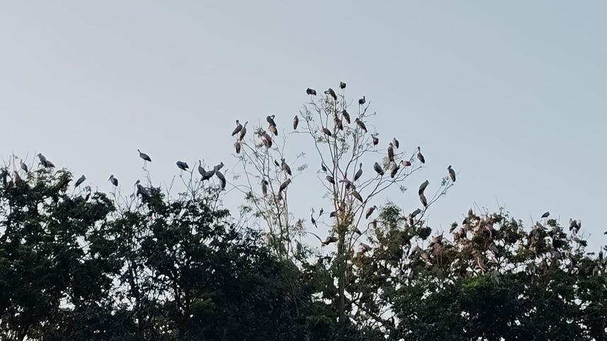 bird.jpg