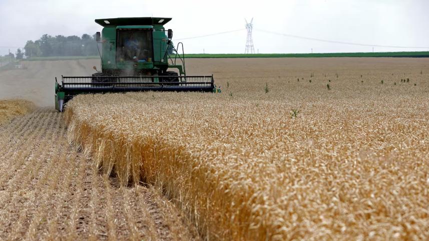 wheat.jpg