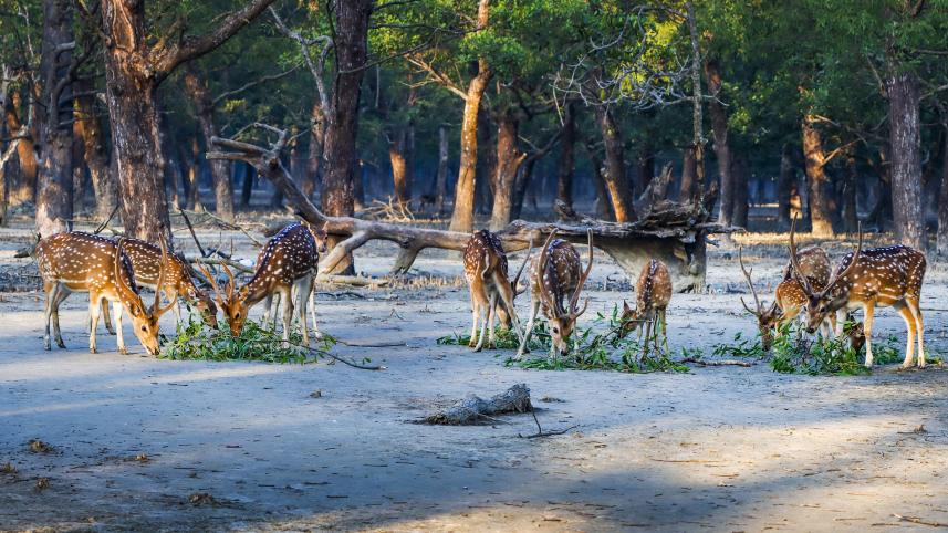 khulna-sundarbon_picture_7.jpg