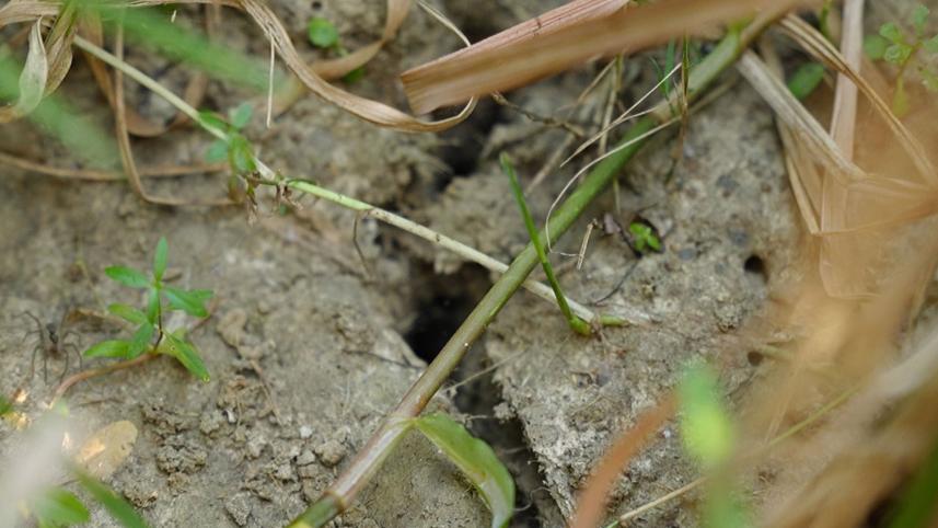 soil.jpg