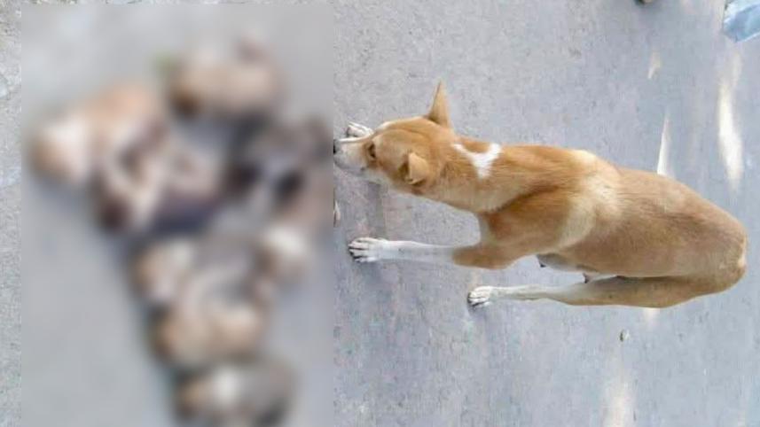 dogs.jpeg