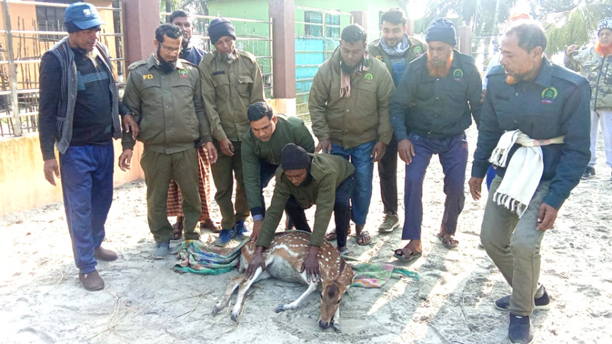 deer31-12-2025.jpg