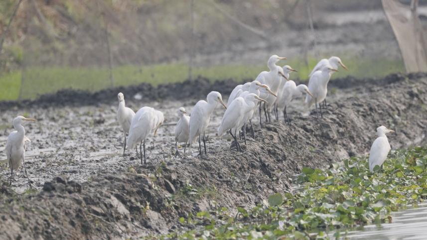 sherpur_bird.jpg