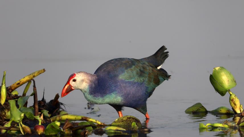 sherpur_birds-10.jpg