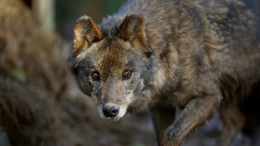 wolf1.jpg