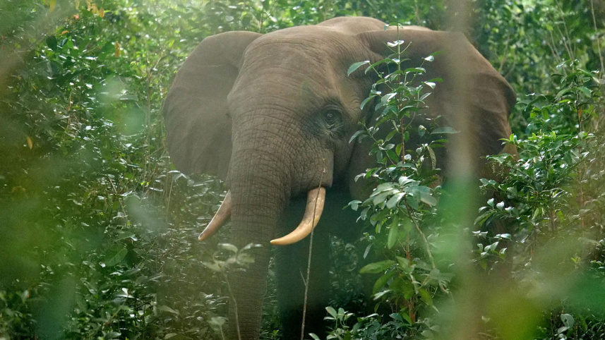 elephant.jpg