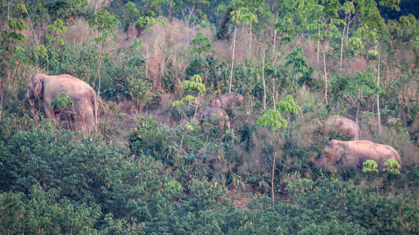 thailand_elephant.jpg
