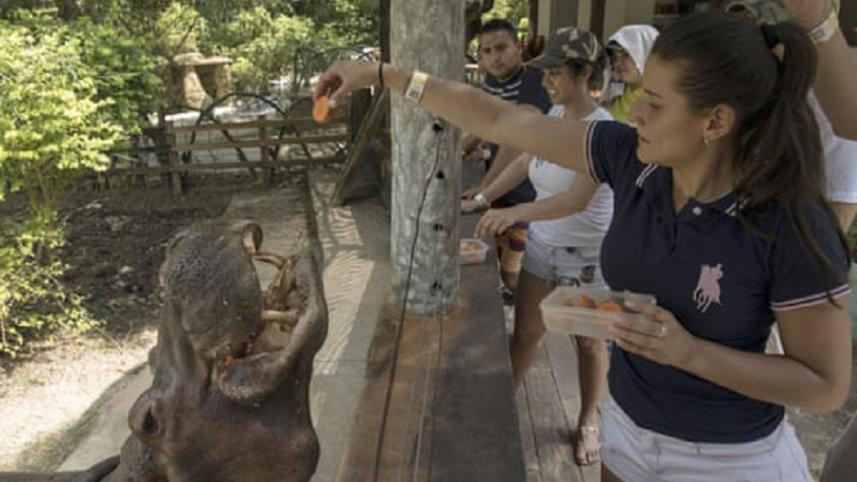 Hippo.jpg-1.jpg
