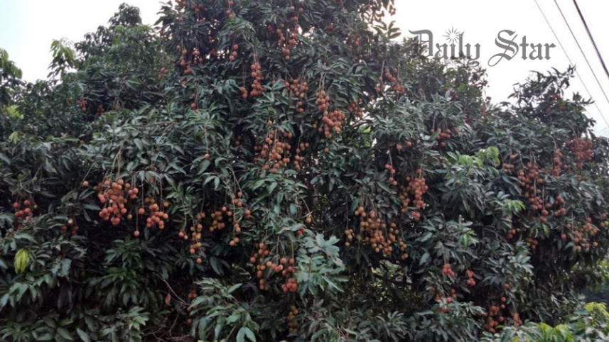 LICHI4.jpg