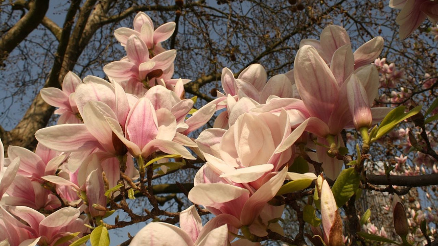 Magnolia.JPG