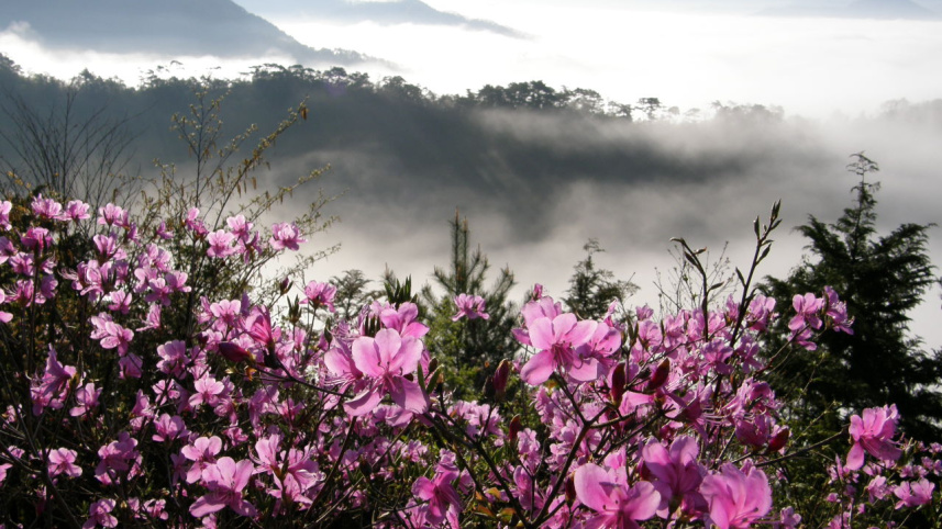 Rhododendron3.JPG