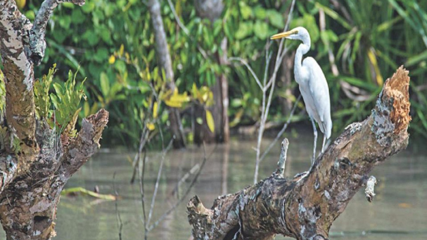 sundarbans_04.jpg