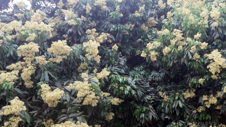 লিচু