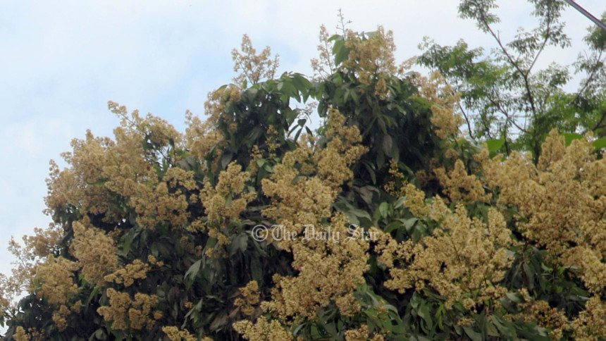 লিচু