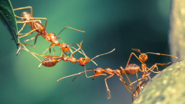 ant