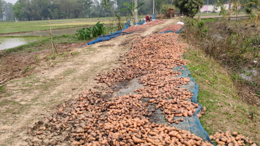 potato 