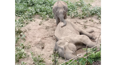 Elephant