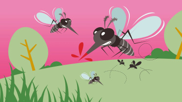 mosquito