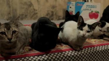 Cats-1.jpg