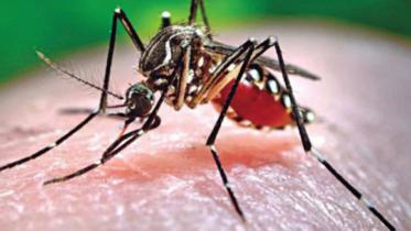 dengue 