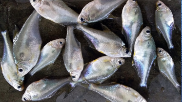 Dhela_Fish_24Apr21.jpg