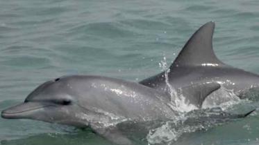 dolphin
