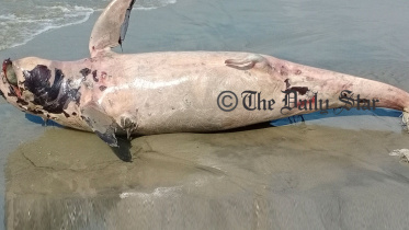 Dolphin_11May21.jpg