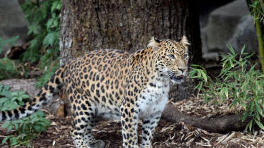leopard.jpg