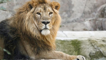 lion.jpg