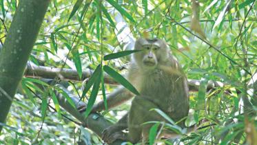monkey_12.jpg
