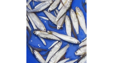 Piali fish.jpg