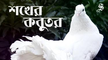Pigeon.jpg