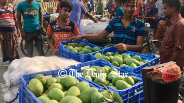 Rajshahi-Mango2_DS.jpg