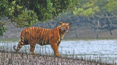 royal_bengal_tiger.jpg