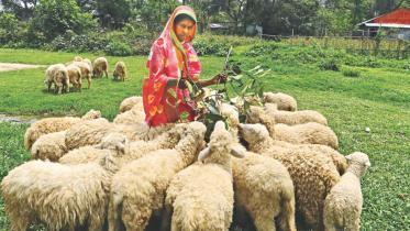 shepherd
