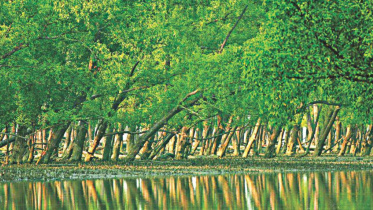 সুন্দরবন