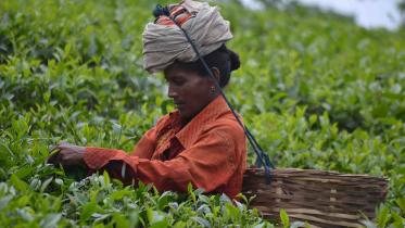 Tea labourer