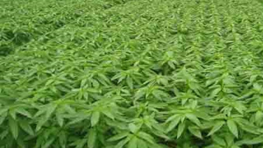 benapole_photo_-jute_cultivation_-02.07.21.jpg